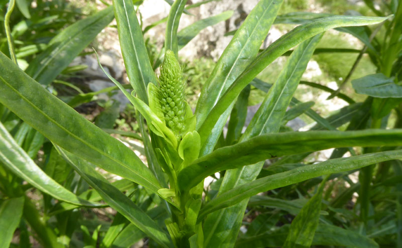 Reseda luteola - Resedaceae